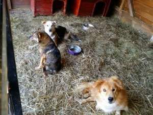 10369732_784443728258933_4606162599913946760_n