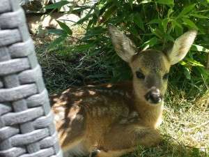 10377010_685858051450835_11019407982683276_n