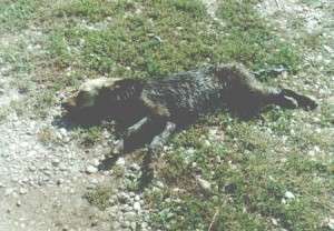 10428621_680566721979968_6311155298054801963_n