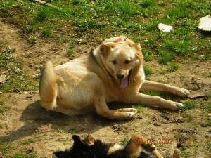 Farewell, our dear Diesel!