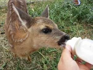 10492245_688878601148780_2755264827171193508_n