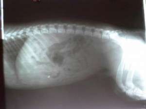 10494610_698183296884977_4429175565440658572_n