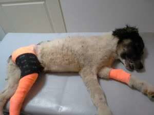 10561612_698183260218314_5559950621751645149_n