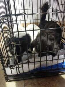 10644865_752816998088273_8915654581650479508_n