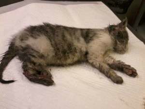 10647009_767265893310050_519960557982181383_n