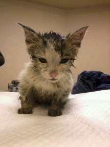 10846082_767265889976717_5379794564846222744_n (3)