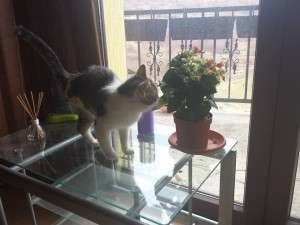 10930928_800597423310230_5417077945641507852_n