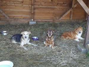 10933850_784443718258934_5166649163192287236_n