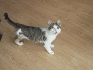 11002619_800597376643568_4932283161464062470_n