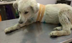 1901404_656689831034324_209853395021834175_n