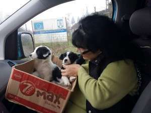 abandoned puppies in great danger