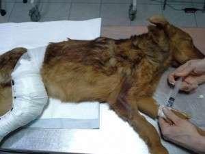 Another soul, hurt by a car