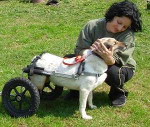 1002683_653564491346858_1845375261_n