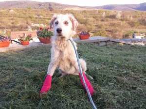 10153685_662068263829814_5395725697877399379_n