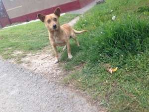 10157144_661332730570034_676598225242107607_n