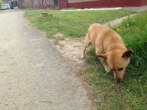 10250148_661332710570036_7772102222293589764_n