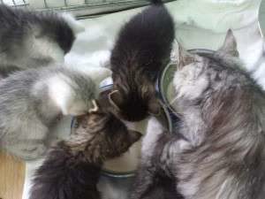 10251930_662641540439153_2002385135676578718_n