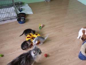 10264906_662641687105805_2927028169355654777_n