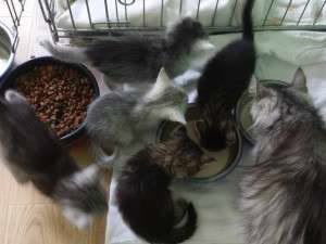 10271636_662641563772484_1818683006463670222_n