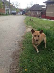 10295746_661332717236702_3742625833809066081_n