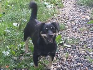 10547661_707565532613420_5064112364761746460_n