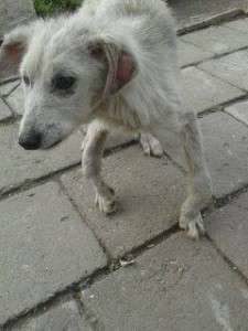 1149031_650933521609955_497855741_n