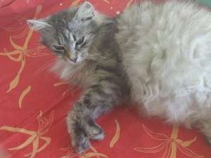 1392026_648623098507664_1379435543_n