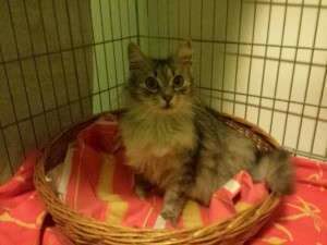 1499580_648265895210051_789652373_n