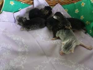 1506981_650160635020577_263954149_n