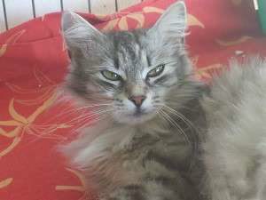 1920015_648623071841000_1437281547_n