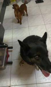 1962678_636101363093171_1599169994_n