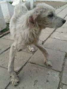 1966891_650933538276620_583326539_n