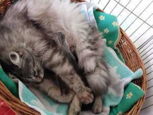 1970465_649232945113346_787488626_n