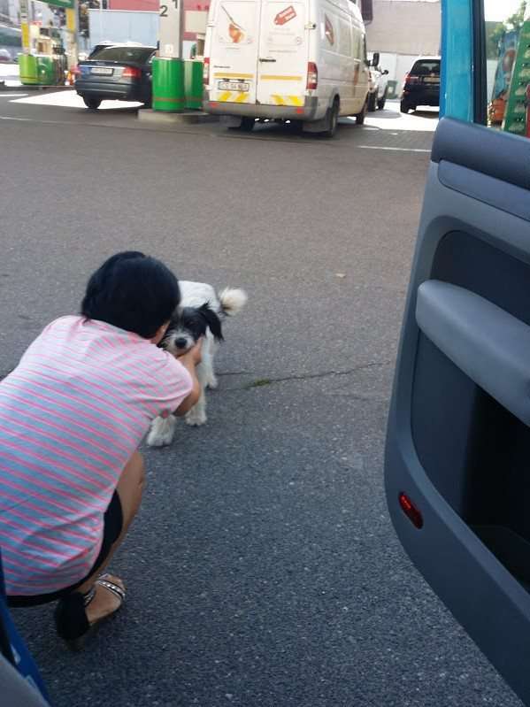 Dogs rescued from the streets and roads