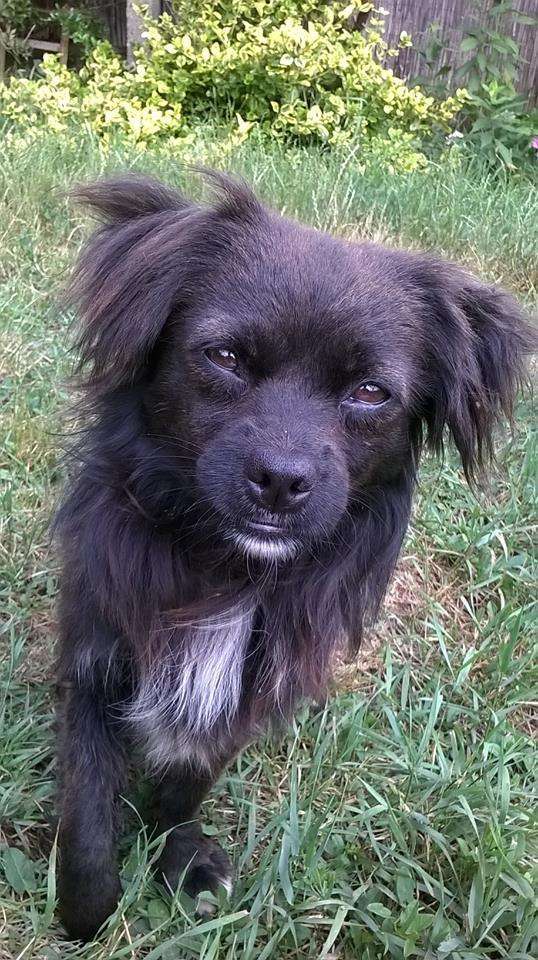 Dogs rescued from the streets and roads