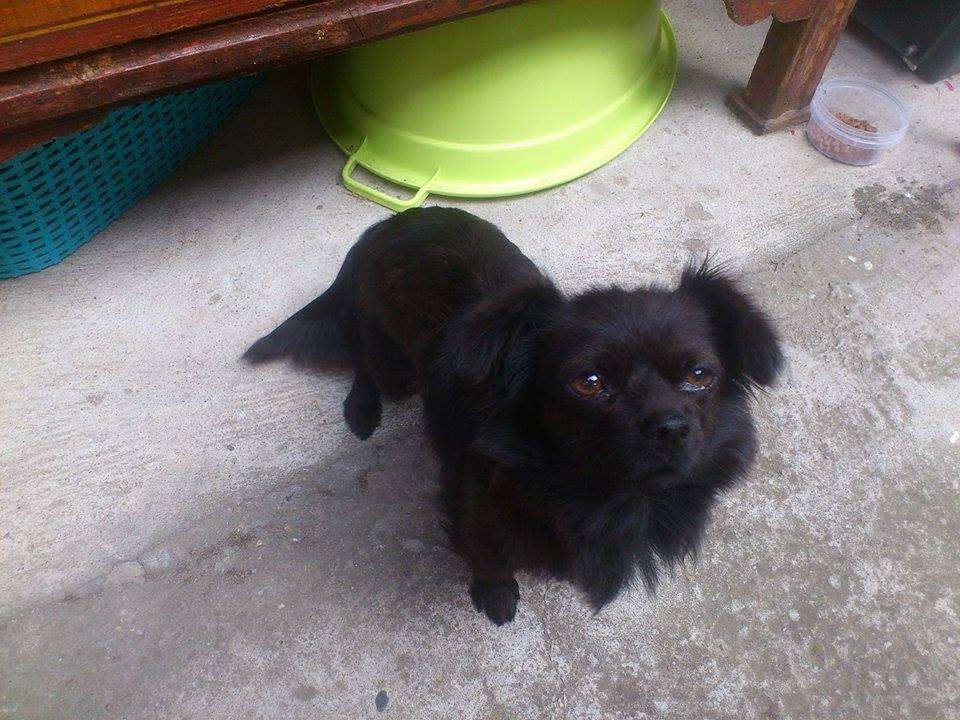 Dogs rescued from the streets and roads