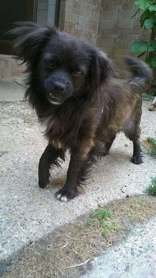 filou