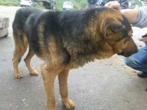 He suffers from an infection in the legs