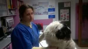 Mutilated female dog /></a></p>
<p><a href=