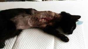 Badly hurt and abandoned