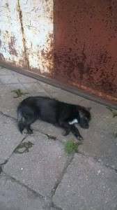 A desperate appeal for saving a life