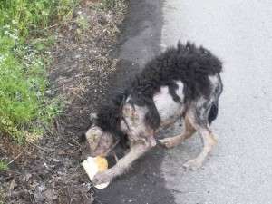 Thrown in the woods and left to die