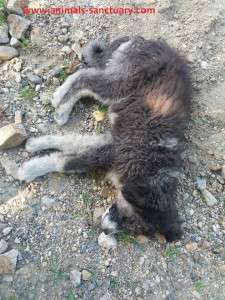 Lying injured from a blow in the head