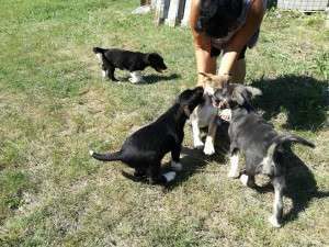 14218310_10202352466890067_448141008_n