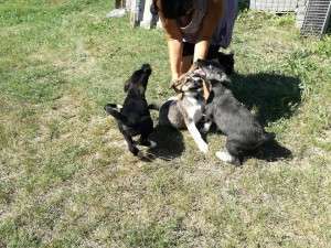 14218425_10202352467490082_477823262_n