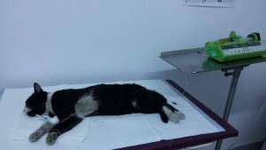 Seriously injured cat