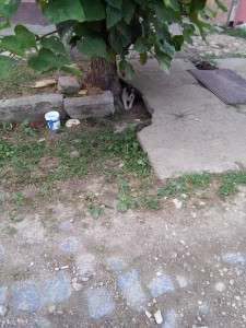 Puppies who were abandoned and beaten