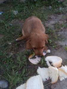 Puppies who were abandoned and beaten