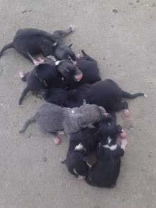 They were thrown out to die