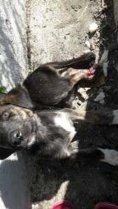 Hit and thrown in the bushes